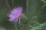 Field thistle